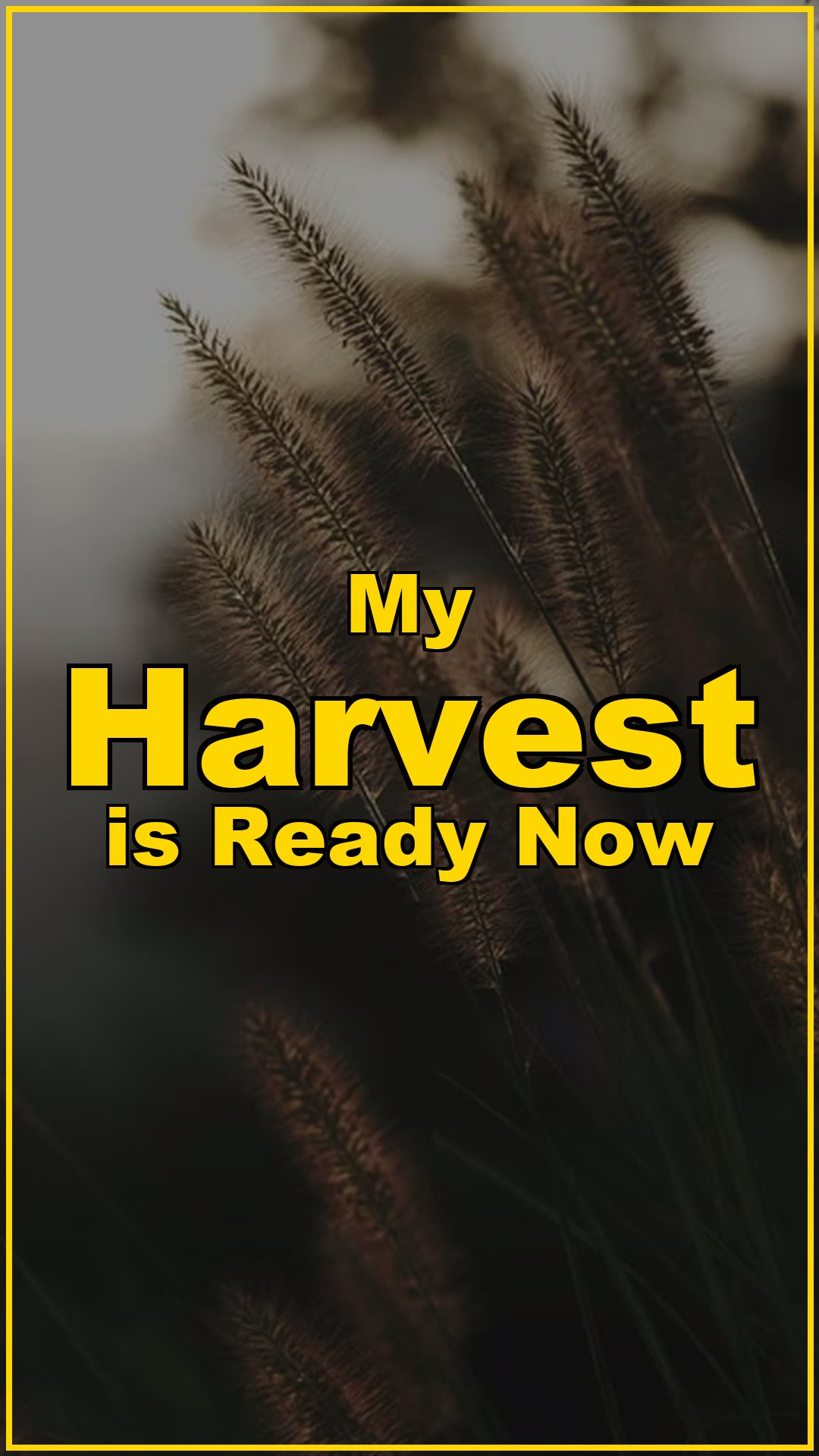 My Harvest is Ready Now